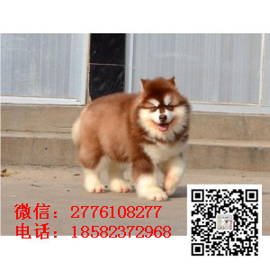 铁岭哪里有卖阿拉斯加犬 阿拉斯加雪橇犬巨型熊版 十字桃脸阿拉斯加多少钱