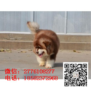 廊坊哪里有卖阿拉斯加犬 阿拉斯加雪橇犬巨型熊版 十字桃脸阿拉斯加多少钱