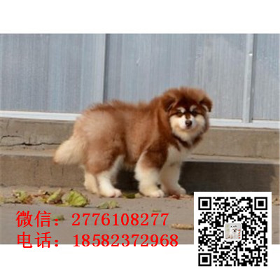 咸宁哪里有卖阿拉斯加犬 阿拉斯加雪橇犬巨型