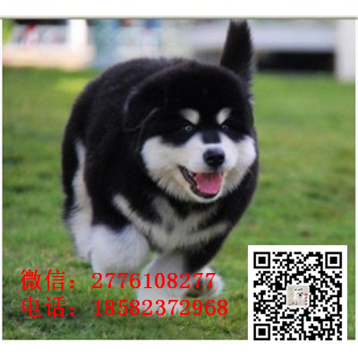 鄂尔多斯哪里有卖阿拉斯加犬 阿拉斯加雪橇犬巨型熊版 十字桃脸阿拉斯加多少钱