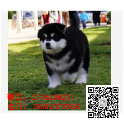 铁岭哪里有卖阿拉斯加犬 阿拉斯加雪橇犬巨型熊版 十字桃脸阿拉斯加多少钱