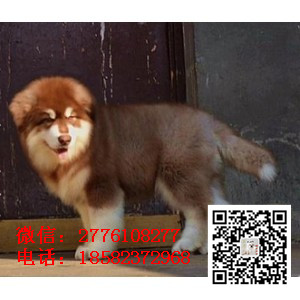 衡阳哪里有卖阿拉斯加犬 阿拉斯加雪橇犬巨型