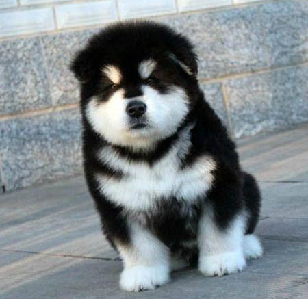 佛山在哪里有狗场 南海哪里买阿拉斯加比较好