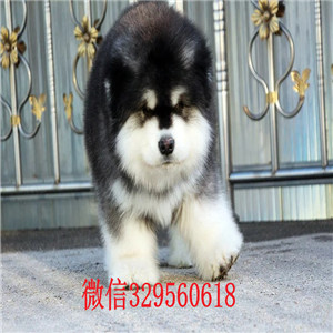 衡阳哪里有阿拉斯加犬卖 阿拉斯加哪里的好 