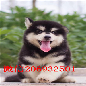 纯种阿拉斯加紧急出售 