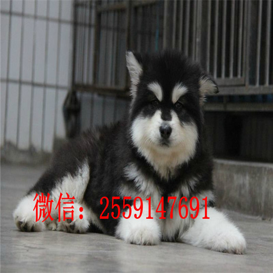 重庆哪里有阿拉斯加出售 灰色阿拉斯加怎么卖 