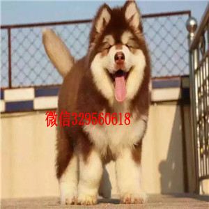 驻马店哪里有阿拉斯加幼犬出售 阿拉斯加巨型