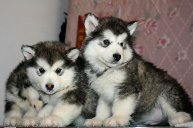 重庆哪里有卖阿拉斯加的重庆阿拉斯加多少钱重