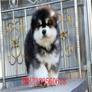  临汾哪里有卖阿拉斯加犬 阿拉斯加雪橇犬巨型