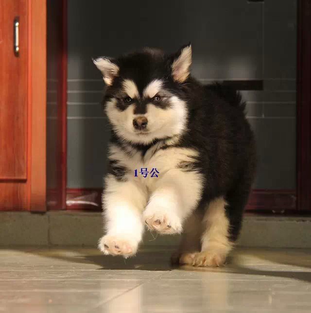 重庆红色阿拉斯加多少钱 重庆灰色阿拉斯加价