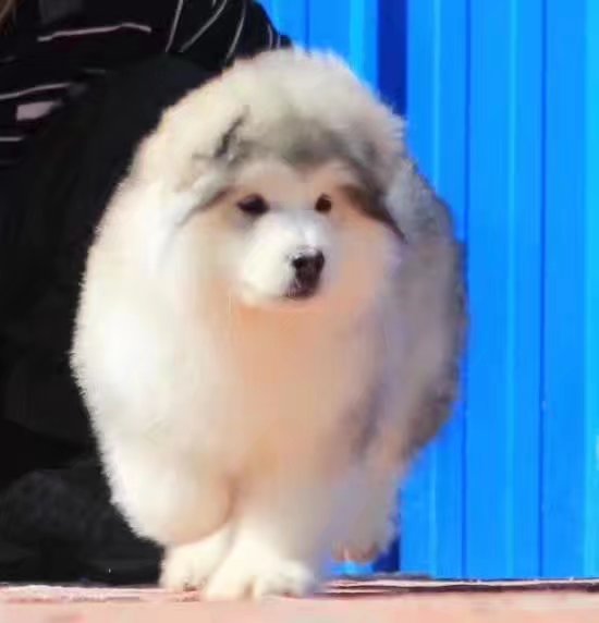  重庆灰色阿拉斯加 重庆哪里卖便宜的黑色阿拉