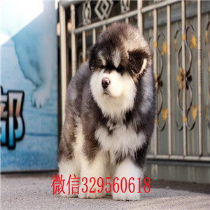 平顶山哪里有阿拉斯加幼犬出售 纯种健康的阿拉斯加哪里的好 巨型熊版阿拉斯加多少钱