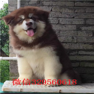  承德阿拉斯加出售 阿拉斯加多少钱 巨型阿拉