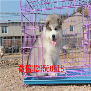  莆田哪里有卖阿拉斯加的 巨型阿拉多少钱 熊