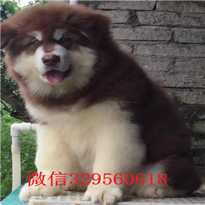  承德阿拉斯加出售 阿拉斯加多少钱 巨型阿拉斯加出售