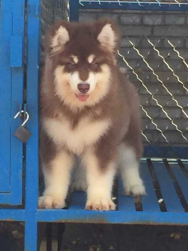 佛山阿拉斯加价格 灰色阿拉斯加多少钱 佛山哪