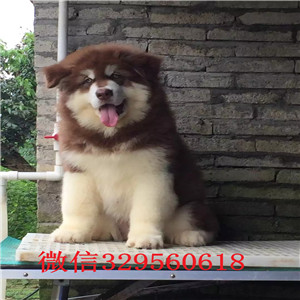  承德阿拉斯加出售 阿拉斯加多少钱 巨型阿拉斯加出售