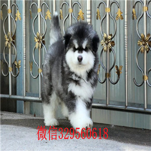 平顶山哪里有阿拉斯加幼犬出售 纯种健康的阿拉斯加哪里的好 巨型熊版阿拉斯加多少钱