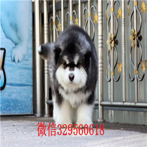  威海哪里有卖阿拉斯加的 巨型阿拉多少钱 熊