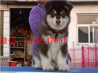 黄石哪里有阿拉斯加出售 灰色阿拉斯加怎么卖 巨型阿拉斯加价格