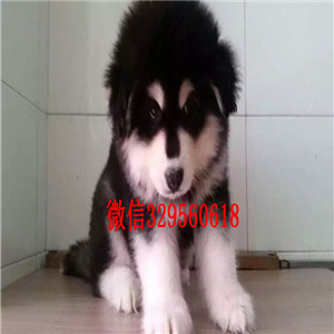 济源哪里有阿拉斯加卖阿拉斯加犬舍黑色阿拉斯