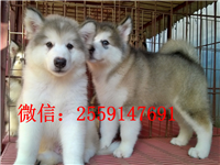 黄石哪里有阿拉斯加出售 灰色阿拉斯加怎么卖 巨型阿拉斯加价格