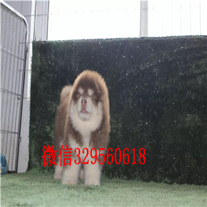 赤峰出售纯种阿拉斯加赛级阿拉斯加红色阿拉斯