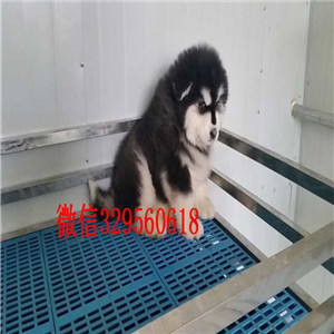 威海出售纯种阿拉斯加赛级阿拉斯加红色阿拉斯