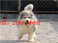 重庆巨型阿拉斯加怎么卖的 重庆灰色阿拉斯加