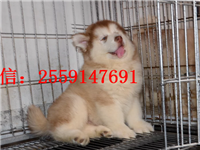 襄樊巨型阿拉斯加怎么卖的 襄樊灰色阿拉斯加