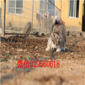 漯河哪里卖阿拉斯加桃脸阿拉斯加阿拉斯加狗场