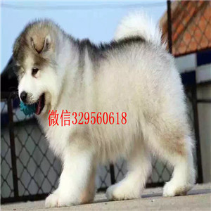 阿里出售纯种阿拉斯加纯种阿拉斯加黑色阿拉斯