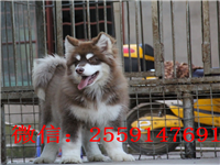 黄石哪里有阿拉斯加出售 灰色阿拉斯加怎么卖 