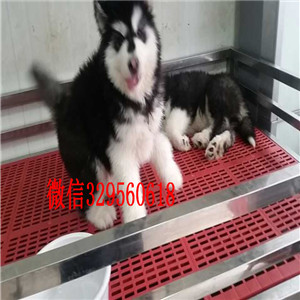 日照哪里卖阿拉斯加纯种阿拉斯加阿拉斯加狗场