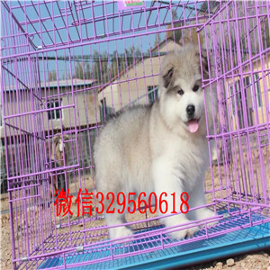 湘潭哪里卖阿拉斯加阿拉斯加犬舍阿拉斯加狗场