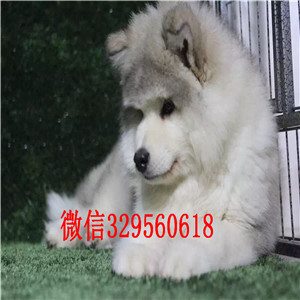 鄂尔多斯哪里有阿拉斯加卖赛级阿拉斯加阿拉斯