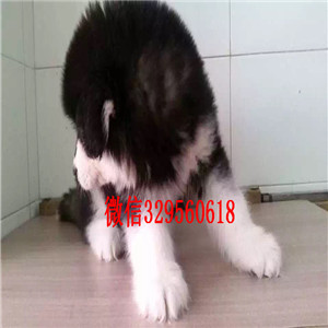 阳江出售纯种阿拉斯加阿拉斯加犬舍红色阿拉斯加阿拉斯加多少钱