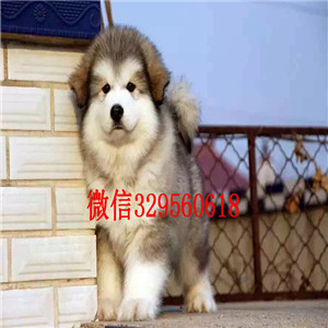 阳江出售纯种阿拉斯加阿拉斯加犬舍红色阿拉斯加阿拉斯加多少钱