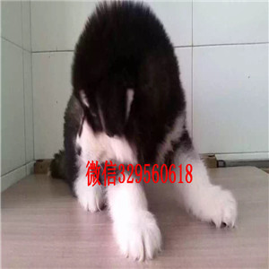 铜陵哪里卖阿拉斯加赛级阿拉斯加灰色阿拉斯加阿拉斯加价格