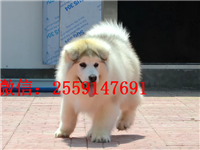 衡阳巨型阿拉斯加怎么卖的 衡阳灰色阿拉斯加