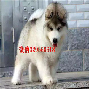 平顶山出售纯种阿拉斯加十字脸阿拉斯加阿拉斯