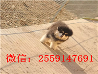 黄石哪里有阿拉斯加出售 灰色阿拉斯加怎么卖 巨型阿拉斯加价格