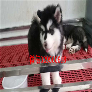 常德出售纯种阿拉斯加纯种阿拉斯加黑色阿拉斯