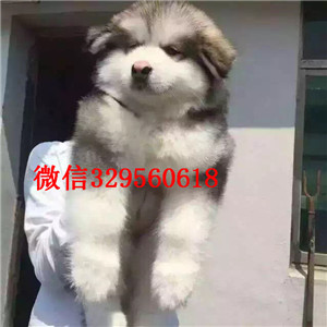 北海出售纯种阿拉斯加十字脸阿拉斯加黑色阿拉