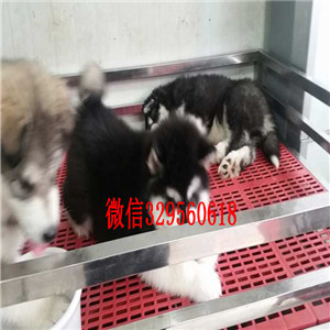 常德出售纯种阿拉斯加纯种阿拉斯加黑色阿拉斯加巨型阿拉斯加