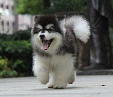 佛山哪有卖雪橇犬的 顺德哪里买阿拉斯加好 阿