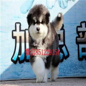 实体店热卖阿拉斯加犬颜色齐全可签合同刷卡