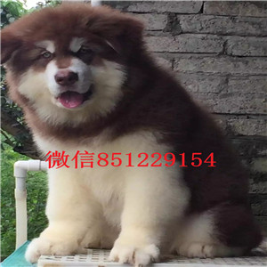 精品赛级阿拉斯加犬、假一赔十纯度第一、全国