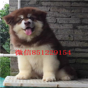 实体店热卖阿拉斯加犬颜色齐全可签合同刷卡