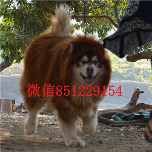 实体店热卖阿拉斯加犬颜色齐全可签合同刷卡